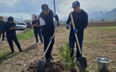 Арашан айыл аймагында “Жашыл мурас” акциясынын алкагында көчөттөр отургузулду