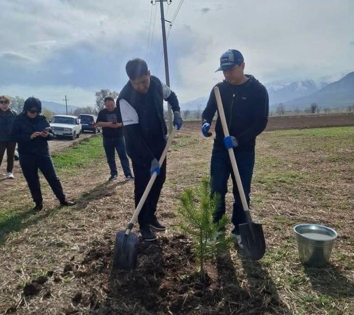 Арашан айыл аймагында “Жашыл мурас” акциясынын алкагында көчөттөр отургузулду