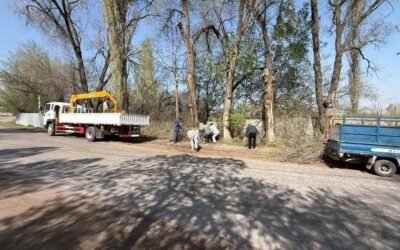 Аймакта бак дарактарды бутоо жана актоо иштери кызуу жүрүүдө