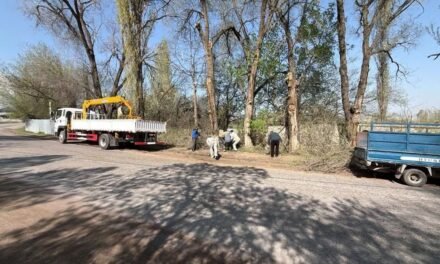 Аймакта бак дарактарды бутоо жана актоо иштери кызуу жүрүүдө